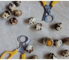 Nožnice na prepeličie vajíčka