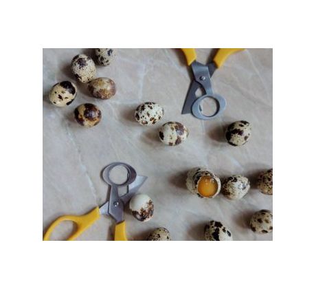 Nožnice na prepeličie vajíčka